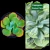 GIBB PAPAGENO P15 - comprar online