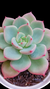 Echeveria Salmon P09 na internet