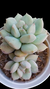 Echeveria Peony (Dupla ou Muda)" Importada Korea "P09 - comprar online