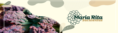 Carrossel 1