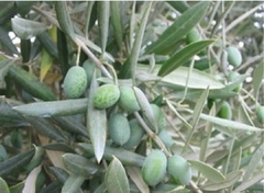 Olivo, cultivo orgánico