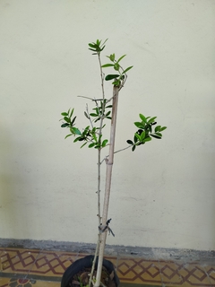 Olivo, cultivo orgánico. Apto para cultivo en interior - comprar online