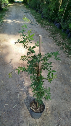 Rosa Trepadora Banksiae Blanca, Sin Espinas - Ideal Pérgola en internet