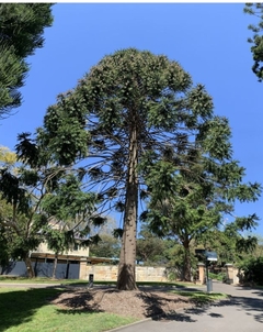 Araucaria Bidwillii - comprar online