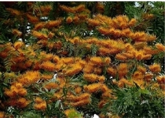 Grevillea Robusta, Roble sedoso. Árbol de fuego - comprar online