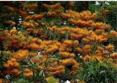 Grevillea Robusta, Roble sedoso. Árbol de fuego en internet