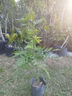Grevillea Robusta, Roble sedoso. Árbol de fuego en internet