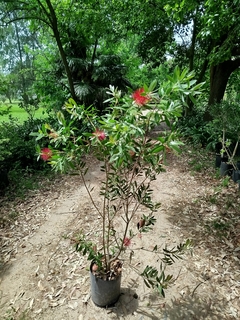 Callistemon Imperialis, Limpia tubo - comprar online