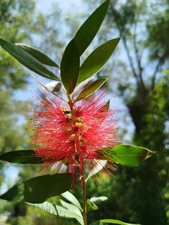 Callistemon Imperialis, Limpia tubo