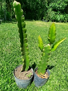 Pitahaya, fruto del dragón, cultivo orgánico - comprar online