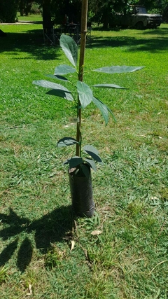 Árbol de Palta Hass injertado en internet