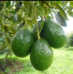Árbol de Palta Hass injertado