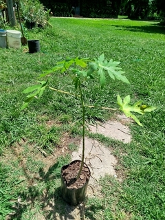 Planta de Papaya - Mamón - comprar online