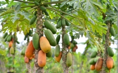Planta de Papaya - Mamón