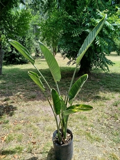 Strelitzia - Flor De Pájaro - Ave Del Paraíso - comprar online