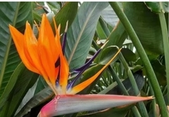 Strelitzia - Flor De Pájaro - Ave Del Paraíso en internet