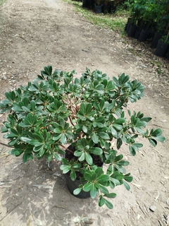 Azarero Enano (pittosporum Tobira Wheeleri) - tienda online