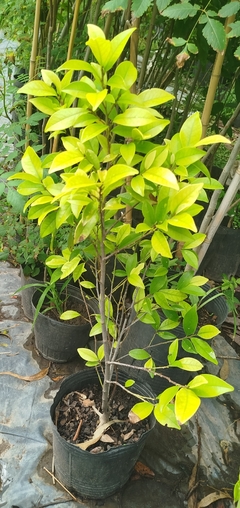 Magnolia fuscata - muy perfumada - tienda online