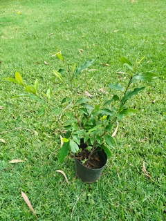 Magnolia fuscata - muy perfumada - tienda online