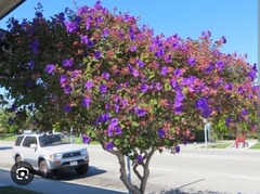 Tibouchina Urvilleana (Planta de la Gloria) en internet