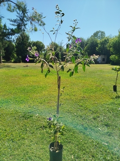 Tibouchina Urvilleana (Planta de la Gloria) - Vivero Las Magnolias