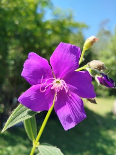 Tibouchina Urvilleana (Planta de la Gloria) - comprar online