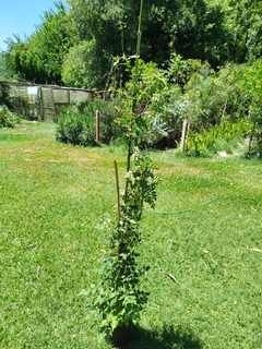 Bignonia Anaranjada - Campsis Radicans en internet