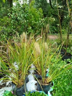 Pennisetum Moudry en internet