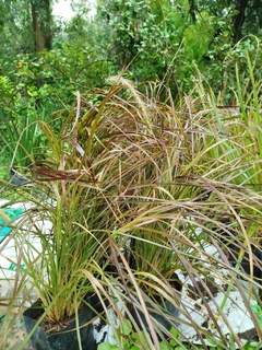 Pennisetum Rubra - 10 unidades - comprar online