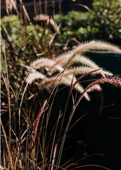 Pennisetum Rubra - 10 unidades
