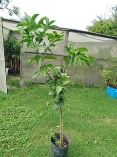 Naranja Salustiana, De Jugo - Plantas Certificadas - Vivero Las Magnolias