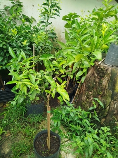 Imagen de Mandarina Nova, Muy Sabrosa