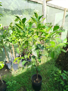 Naranjo New Hall, De Ombligo - Vivero Habilitado - Vivero Las Magnolias