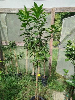 Mandarina Afourer - Fruta Premium - Sin Semillas - Cañuelas - Vivero Las Magnolias