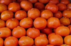 Mandarina dancy- plantas injertadas-