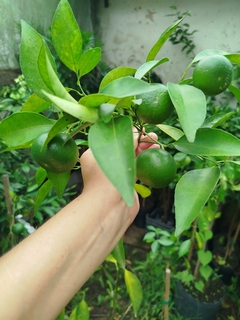 Mandarina dancy- plantas injertadas- en internet