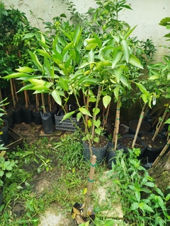 Mandarina dancy- plantas injertadas- - comprar online