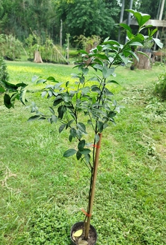 Mandarina Encore- Plantas injertadas- - Vivero Las Magnolias
