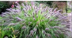 Pennisetum Moudry