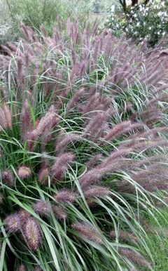 Pennisetum Moudry - comprar online