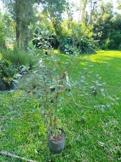 Guayabo Nativo (Feijoa Sellowiana) - Plantas adultas en internet