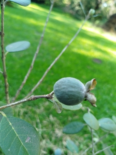 Guayabo Nativo (Feijoa Sellowiana) en internet