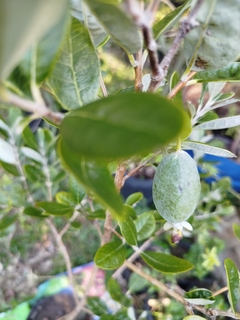 Guayabo Nativo (Feijoa Sellowiana) - tienda online