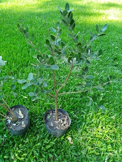 Guayabo Nativo (Feijoa Sellowiana) - Vivero Las Magnolias
