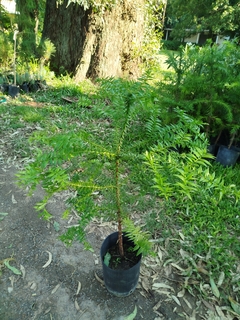 Araucaria Bidwillii - tienda online