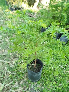 Araucaria Bidwillii - Vivero Las Magnolias