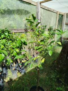 Lima de Palestina - Lima dulce - tienda online