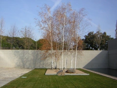 Plantines de abedul - ideal bonsai o para desarrollar - comprar online