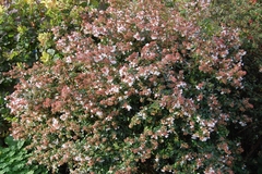 Abelia Grandiflora - Ideal Para Cerco O Maceta - Perfumada - comprar online