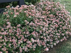 Abelia Grandiflora - Ideal Para Cerco O Maceta - Perfumada en internet